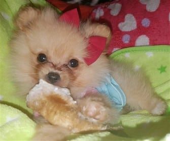 Pom puppy wearing cute shirt